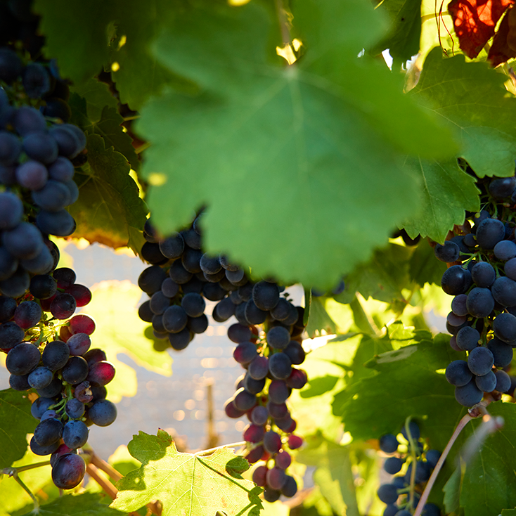 Close up shot of the red grapes with green leaves and sunlight peaking through.