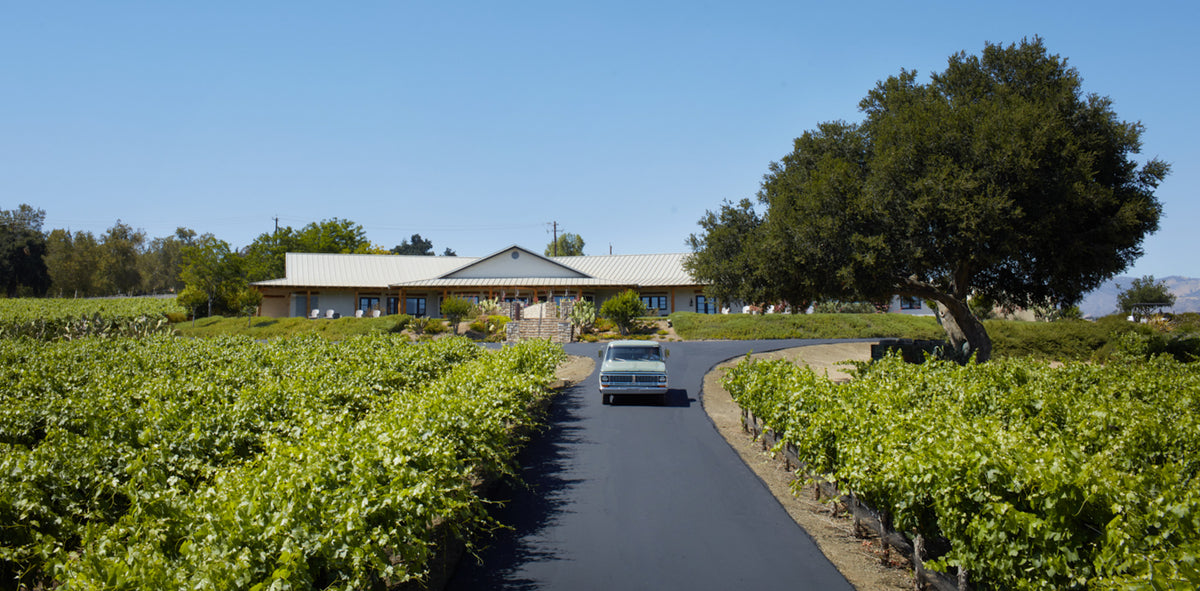 Classic sea-foam green pickup truck with silver trim in driveway of house with vineyards on each side of the driveway.