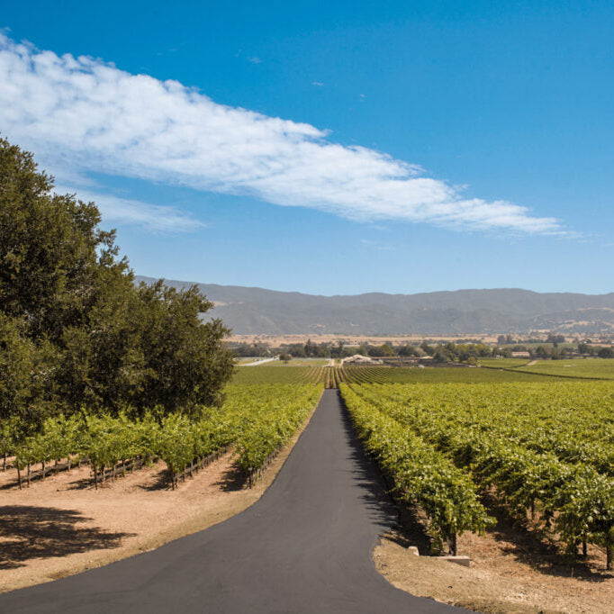 Wide image of vineyard with road running down the center with mountains in the background and a blue sky with some clouds flanking in from the right in a slight triangular shape.
